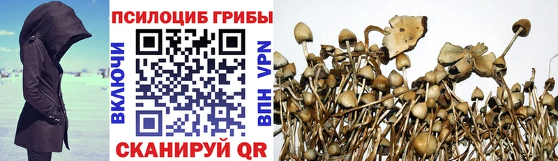 купить   Дорогобуж  Псилоцибиновые грибы Magic Shrooms 